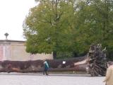 versailles One of the many 300 years old Oak tree that fell duing the 1993 storm.