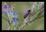 Cercopis vulnerata