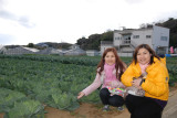 Strawberry Orchard in Kanagawa