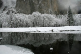 Trees, Snow and Rock