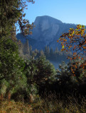 Vertical one of Half Dome behind shrubbery. .#2782