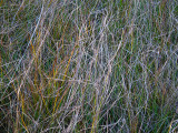 Yosemite Meadow grass a la Pollack #2600