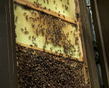 Full zoom - Bee hive behind glass,  #00390