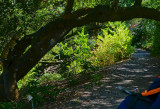 HDRd shot.  A path in the Botanical Gardens, #00429