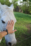 white horse 0744