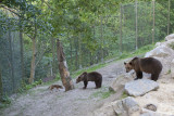 Skansen bears & fox