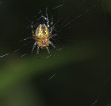 garden Spider