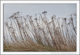 Seed Heads