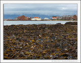 Seaweed Mountain