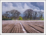 Steaming Fields