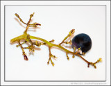 The Last Grape