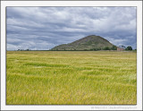 Wheat Fields and the Law