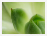 A Thorny Issue