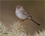  Rufous-winged Sparrow