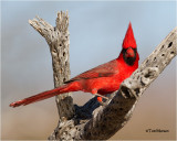  Northern Cardinal 