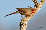  Pyrrhuloxia 