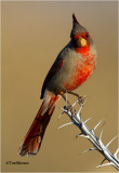  Pyrrhuloxia 