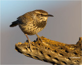  Cactus Wren 
