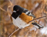  Spotted Towhee