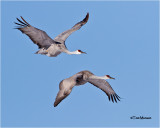  Sandhill Cranes