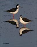  -Black-necked Stilts