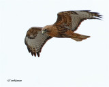  Red-tailed Hawk