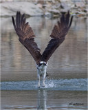 Osprey