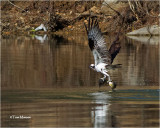  Osprey