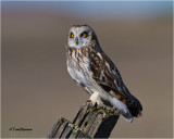  Short-eared Owl