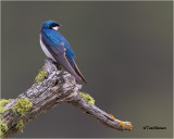  Tree Swallow