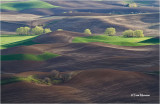 Palouse wheat fields
