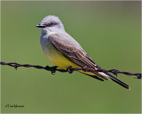 Western Kingbird
