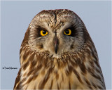  Short-eared Owl