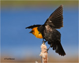  Yellow-headed Blackbird