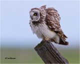  Short-eared Owl