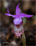  Calypso bulbosa