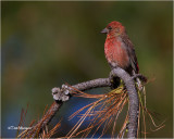 Red Crossbill