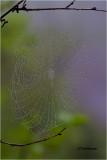  Spider web
