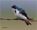  Tree Swallow