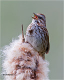  Song Sparrow