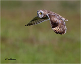  Short-eared Owl