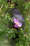  Gray Catbird