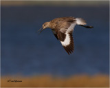 Willet