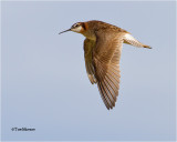  Wilsons Phalarope 