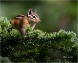  Chipmunk