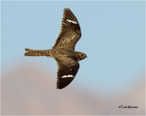 Common Nighthawk