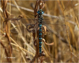  Paddle-tailed Darner