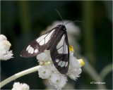 Bluebell Tiger Moth