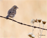  Vesper Sparrow