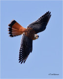  American Kestrel